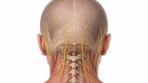 Büyük oksipital sinir (greater occipital nerve) ve küçük oksipital sinirin arkadan görünümü – oksipital sinir bloğu uygulama anatomisi